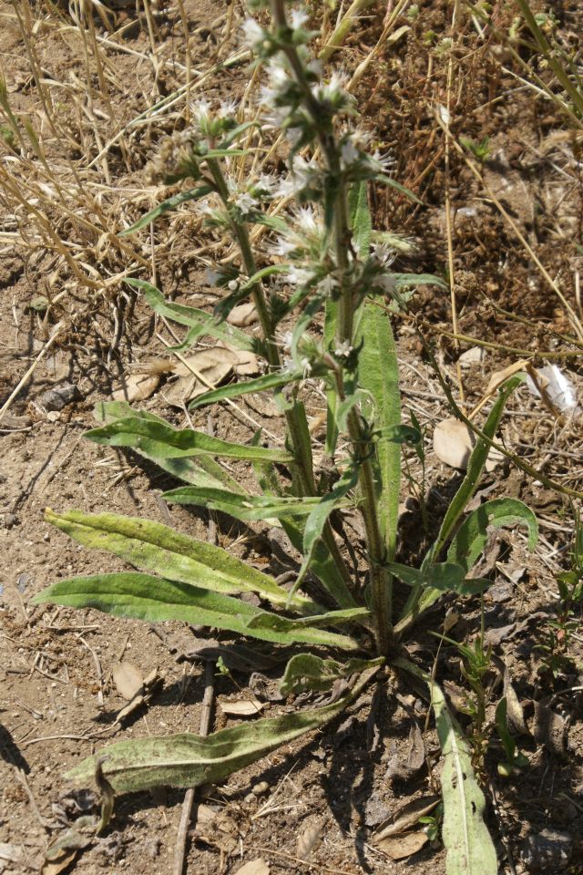 Echium italicum